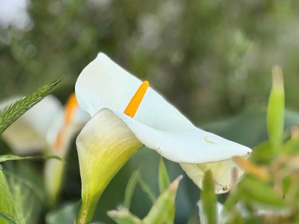 fleur-calla-jardin-location-lauragaise