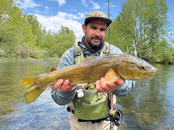 Truite fario prise en sèche à vue