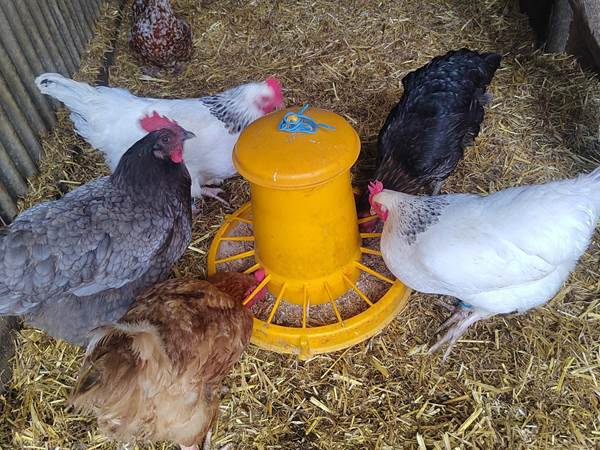 Les poules pondeuses-galerie