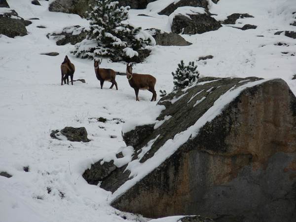 Randonnée à la rencontre des isards