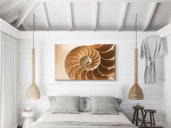 Chambre coquillage
