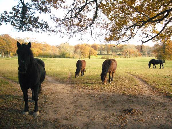 pension chevaux