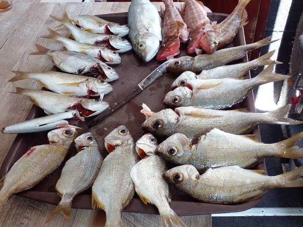 Le poisson pêché est frais et délicieux.