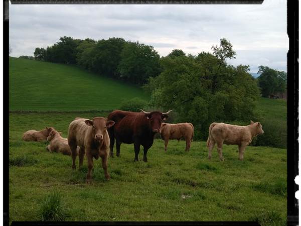 vaches salers