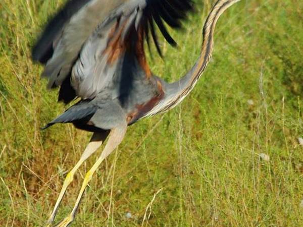 0-Oiseaux-Héron pourpré en envol sans légende-gros plan