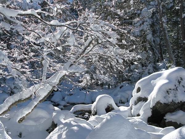 Sous-bois chargé de neige
