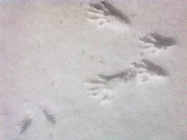 Empreintes d'écureuil dans la neige