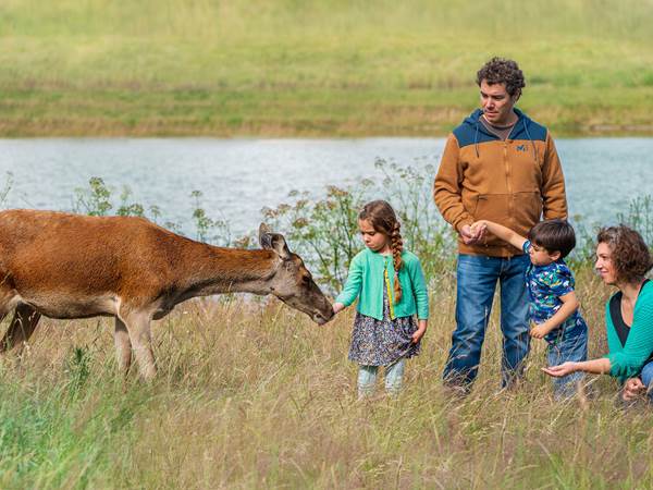 Les cerfs de la fardellière