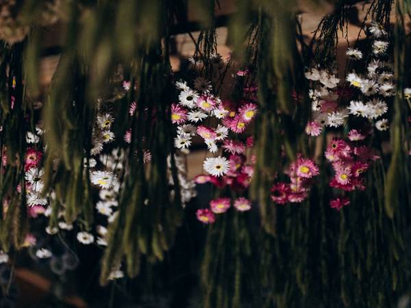 Fleurs suspendues Terralya