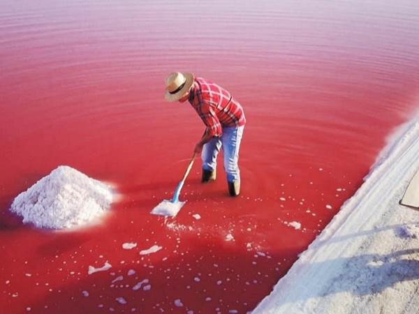Salins-récolte de la fleur de sel en eau rouge-
