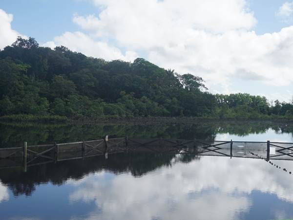La Mangrove