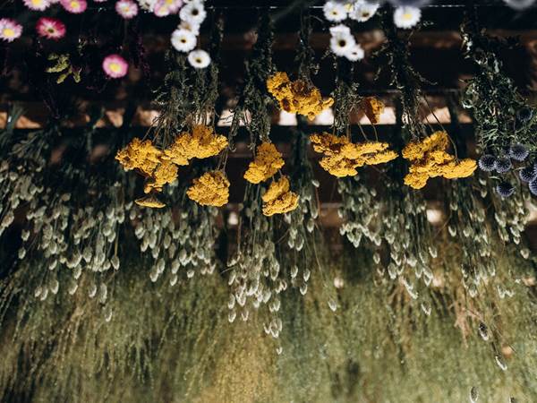 Séchoir fleurs séchées