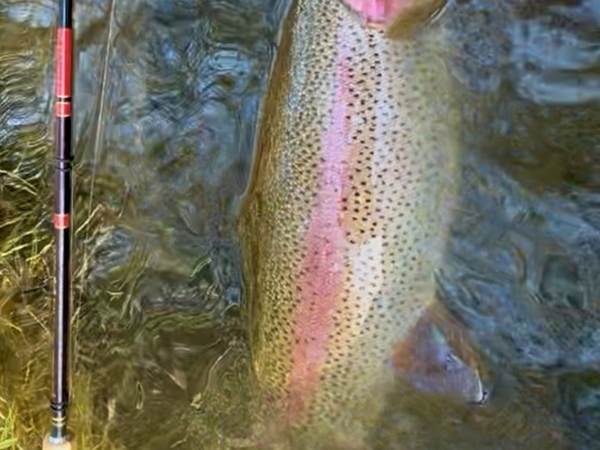 Belle truite arc-en-ciel Souche Bouillouses prise au tenkara