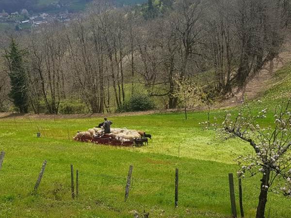 La ferm et ses brebis