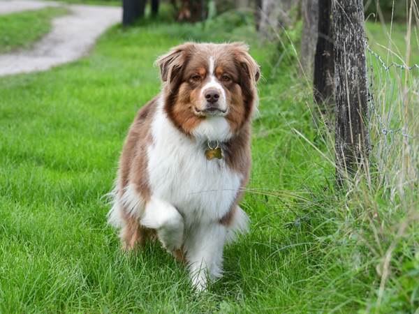 Skye, berger australien des propriétaires