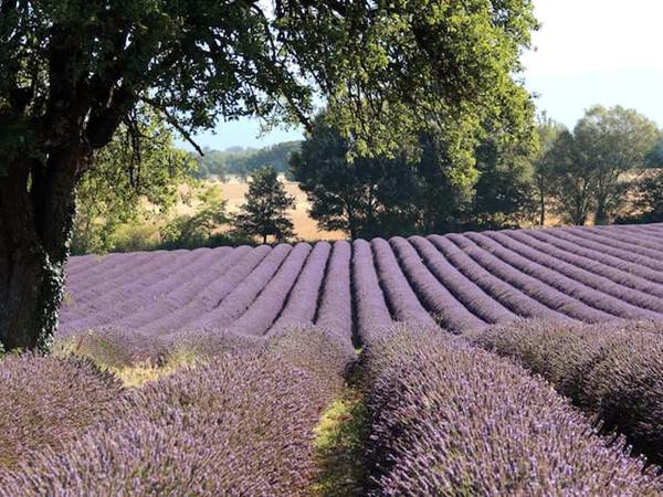 Paradis de Lavande