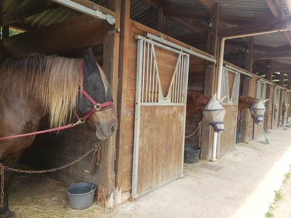 boxes la chevauchée chevaux