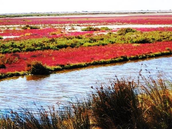Paysage camarguais laguno lacustre avec saladelle et salicorne rouge l'hiver