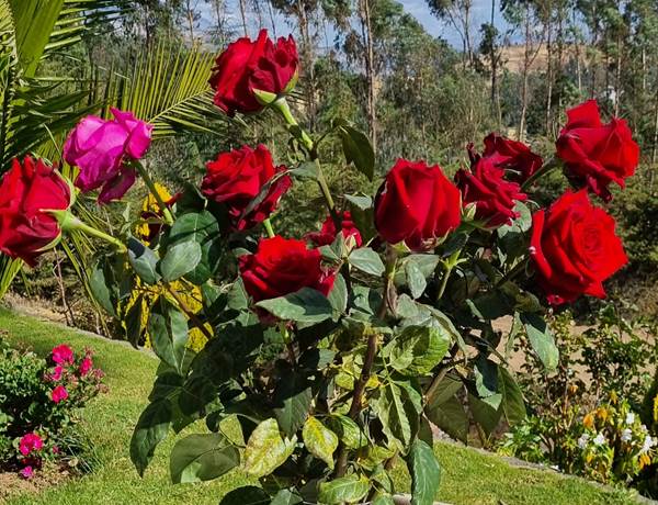 Ramo de 12 Rosas