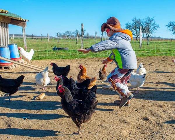 danse avec les poules