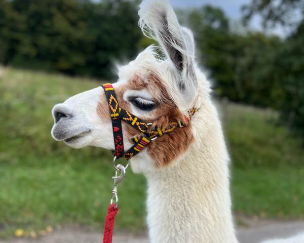 LamaLoisir_024_lama-licol