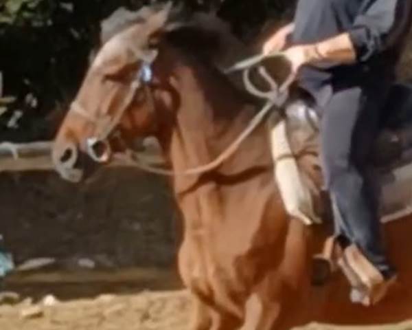 cp cheval