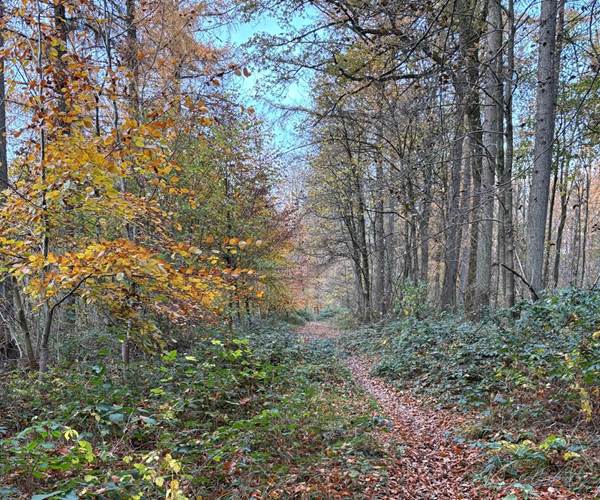 Randonnée dans les bois de la Vallée de la Paix