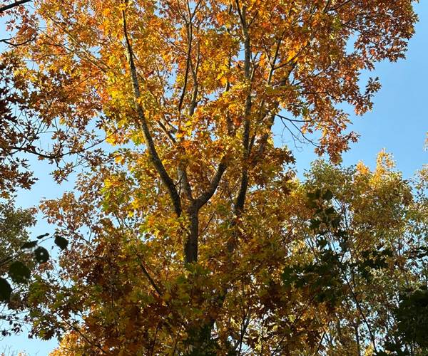 Les bois à proximité de Hourpes