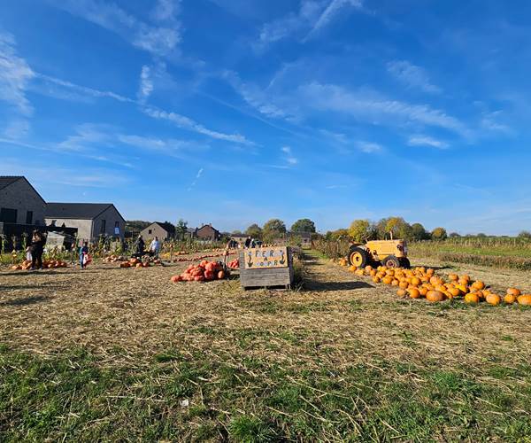 Citrouilles à Leernes