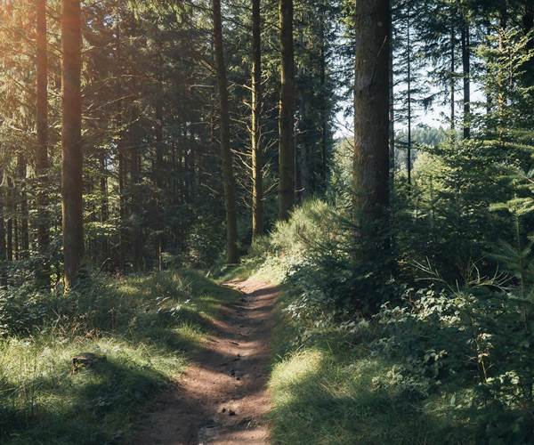 Ballade en forêt - Gîtes Vassivière Le Fer A Cheval