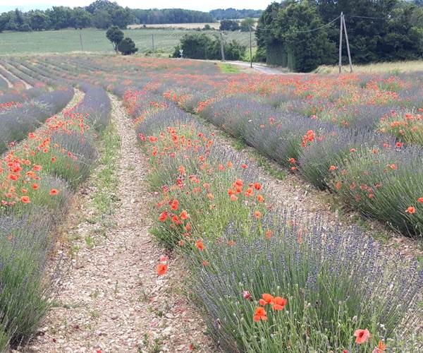 Champs de lavande à Sault juin 2021