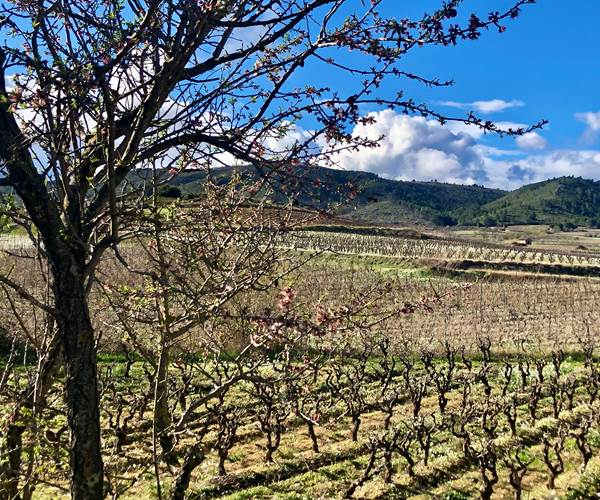Printemps dans le vignoble de Montséret