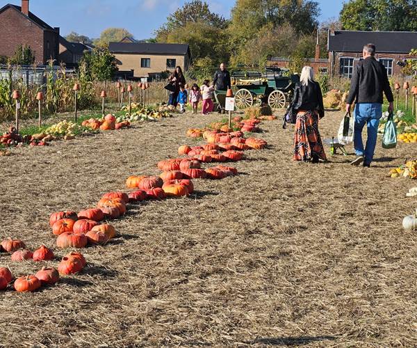 Citrouilles à Leernes
