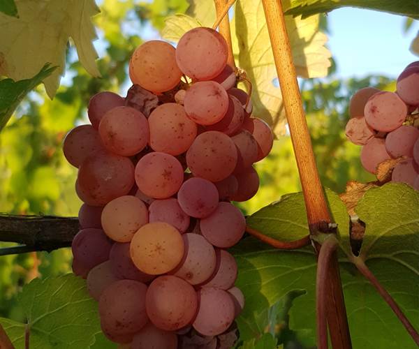 gewurztraminer