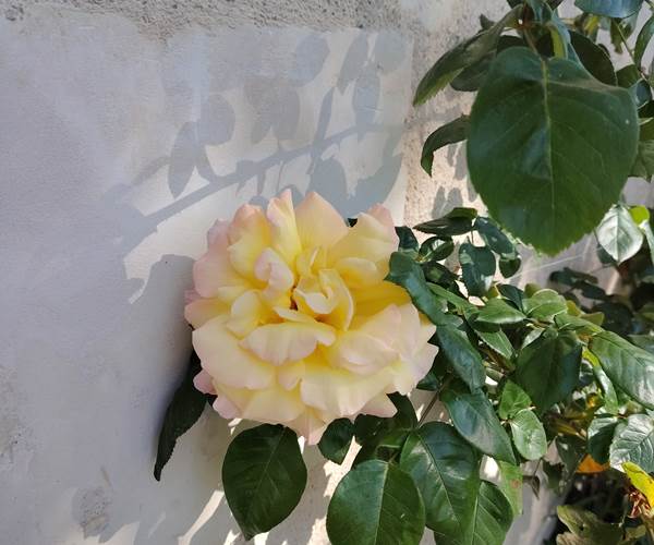 Roses de Mai _ Le Puits Renaissance