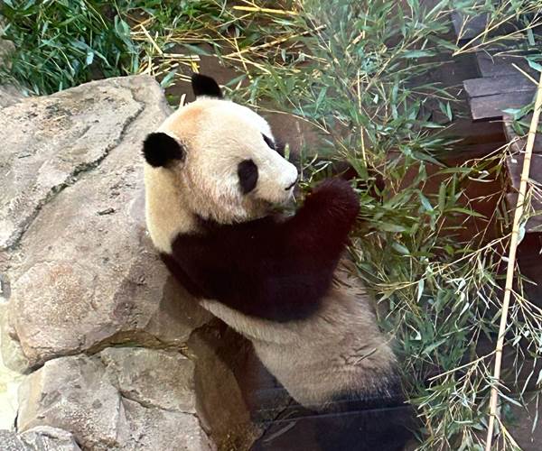 Zoo de Beauval à 35 minutes