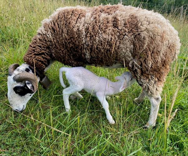 Moutons