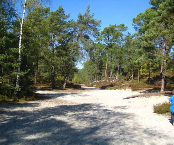 Fontainebleau, ses pinèdes, ses sables et ses roches...