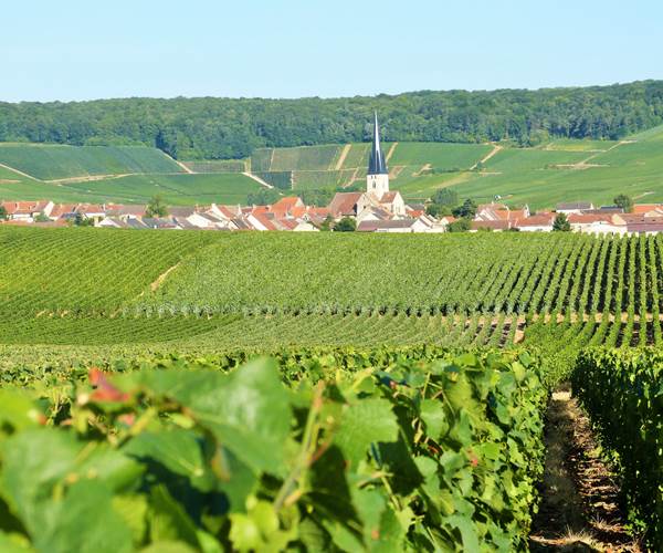 Aux portes de la ville, la Montagne de Reims
