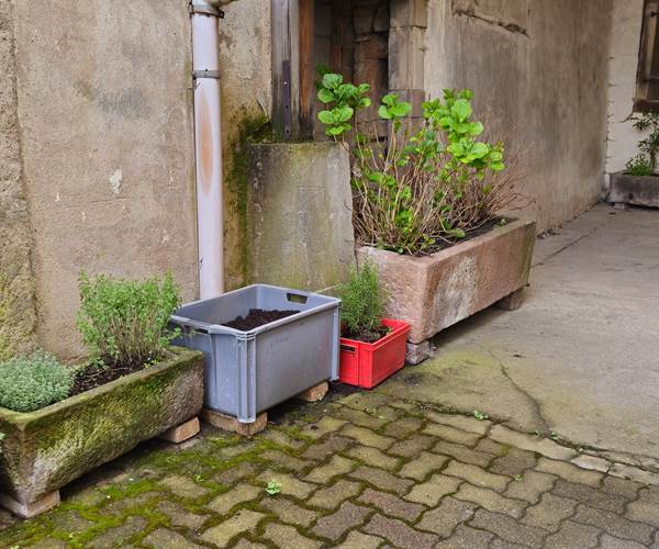 cour jardin