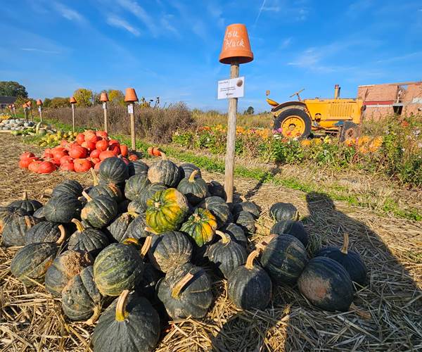 préparer Halloween à la Ferme du Maustichi