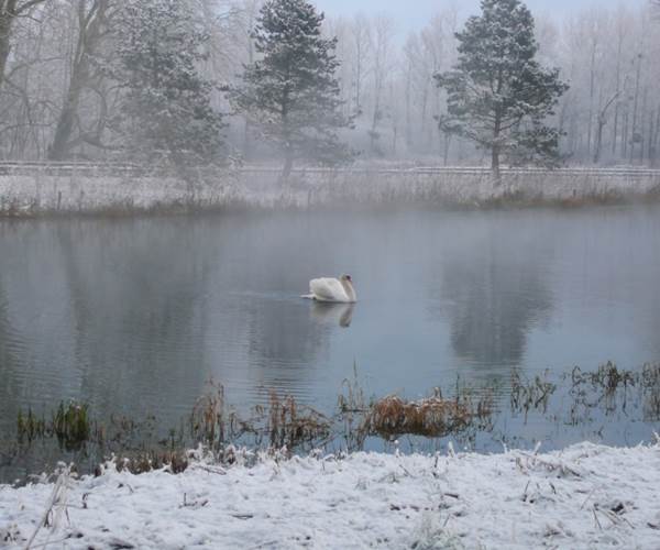 Cygne sous la neige