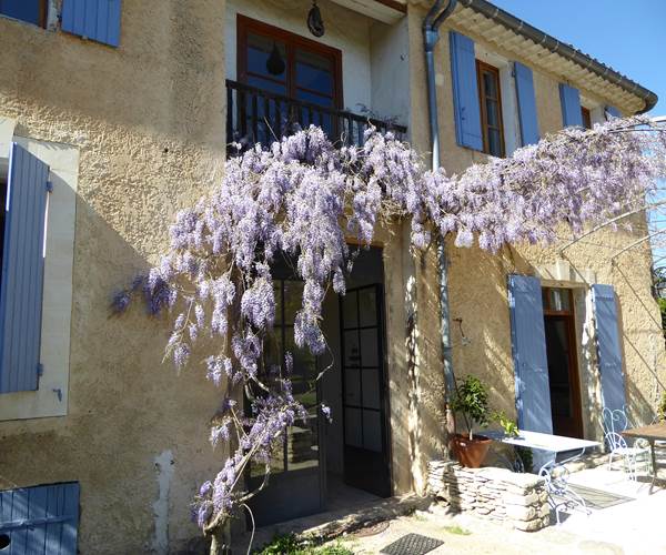 La glycine en fleurs en avril