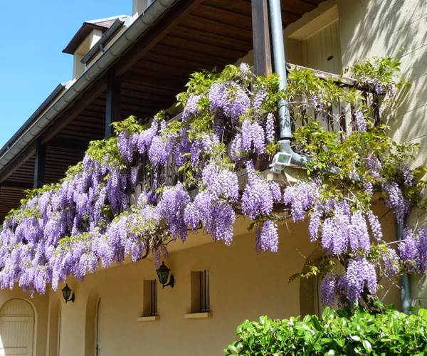 Glycines suspendues au balcon de l'annexe