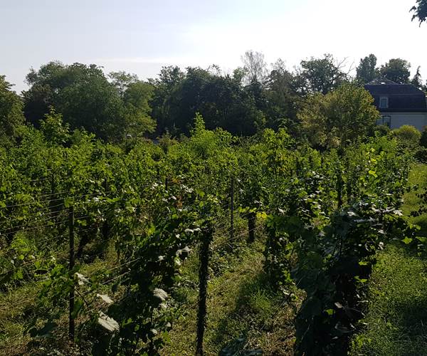 pinot