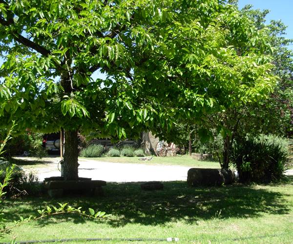 le plaqueminier au printemps