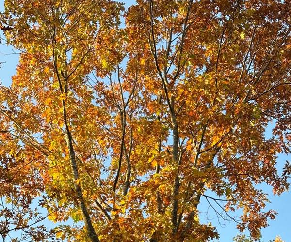 Randonnée dans la forêt