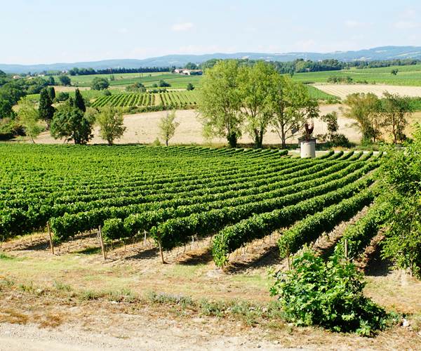 Vignoble