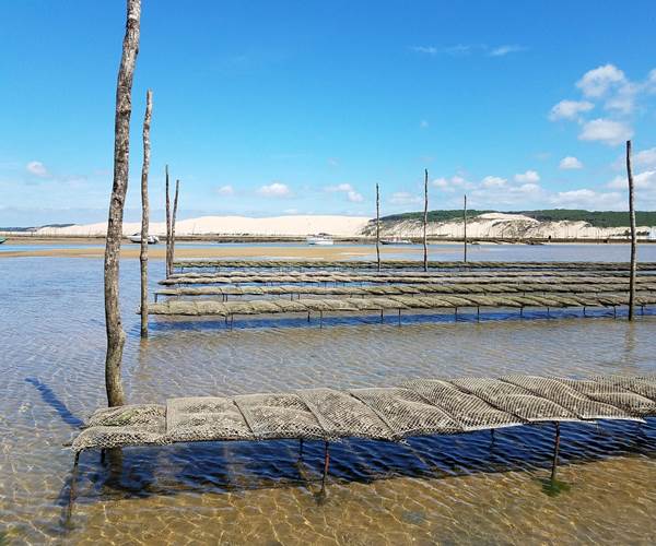 Les parcs à huîtres. Bassin d'Arcachon