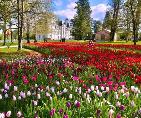 Les tulipes de Cheverny